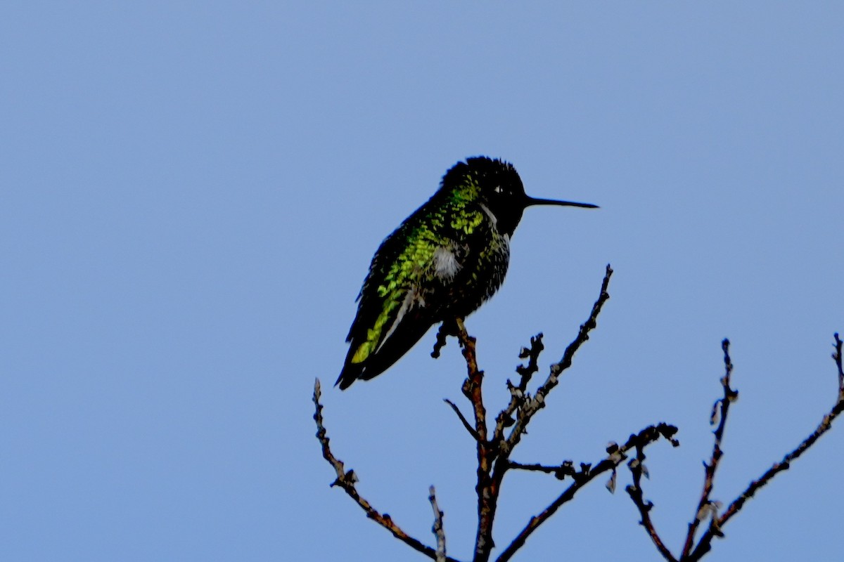 Anna's Hummingbird - Kevin Waggoner