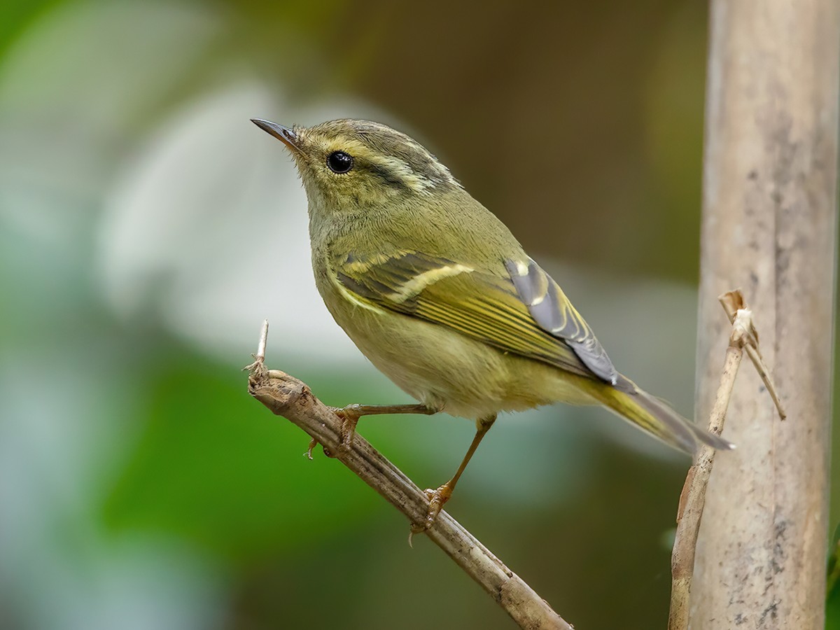 Chinese Leaf Warbler - Phylloscopus yunnanensis - Birds of the World