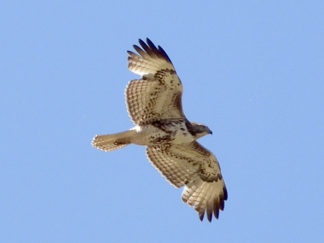 Red-tailed Hawk - ML618295423