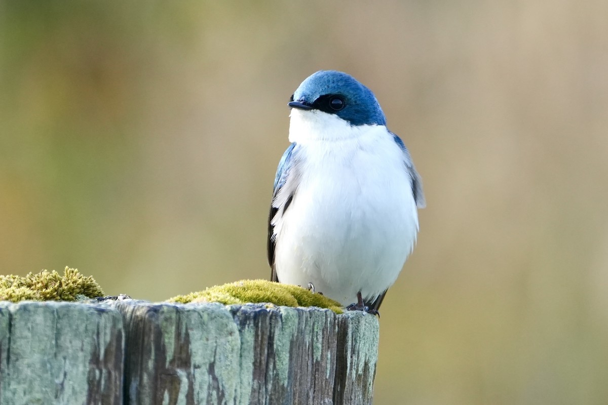 Tree Swallow - Kevin Waggoner