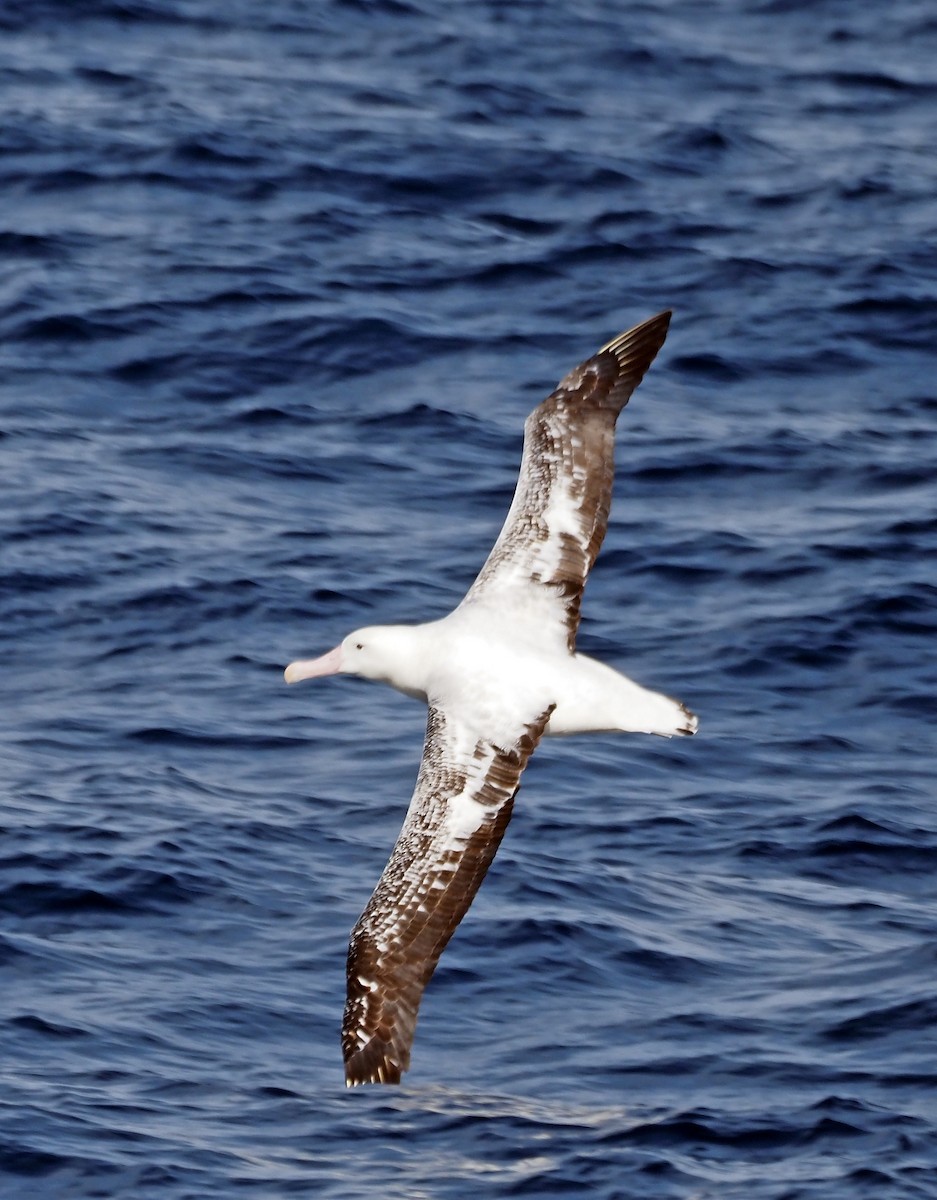 Antipodean Albatross (Gibson's) - ML618295439