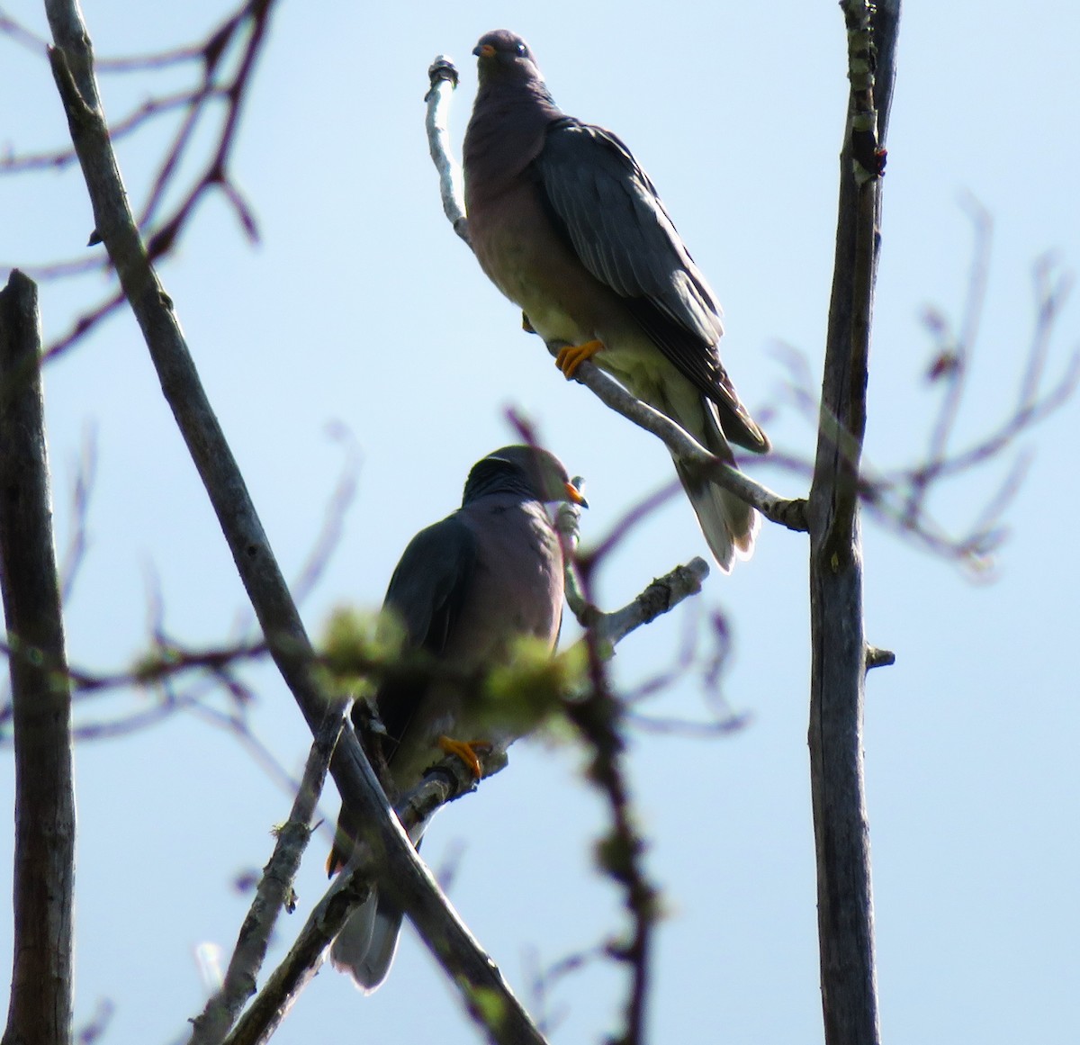 Band-tailed Pigeon - Am Ke