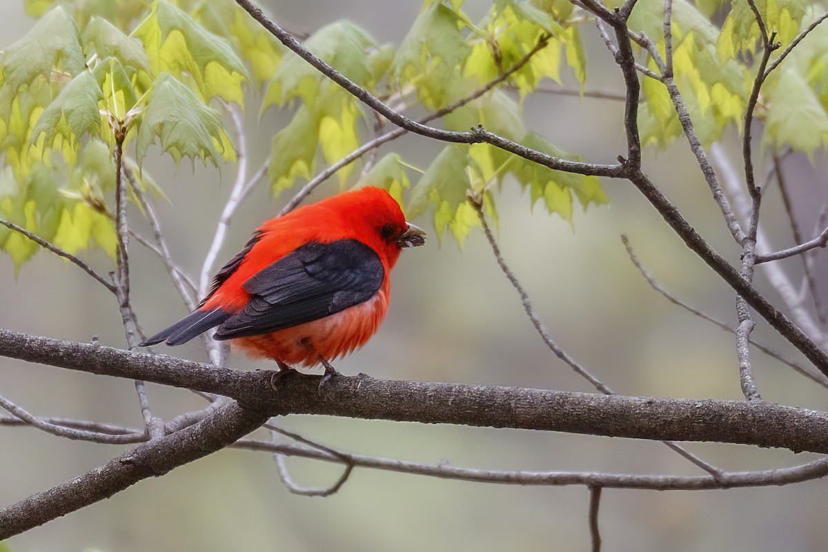 Scarlet Tanager - ML618295473