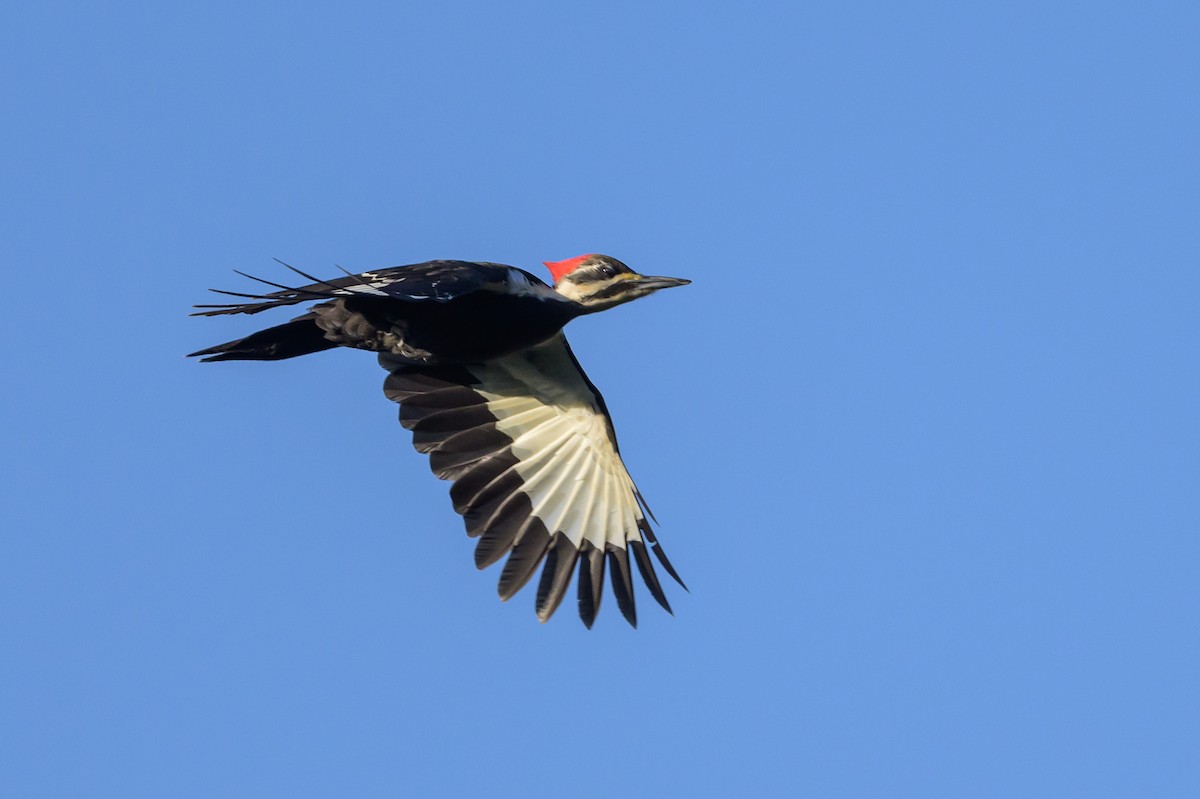 Pileated Woodpecker - Stephen Davies