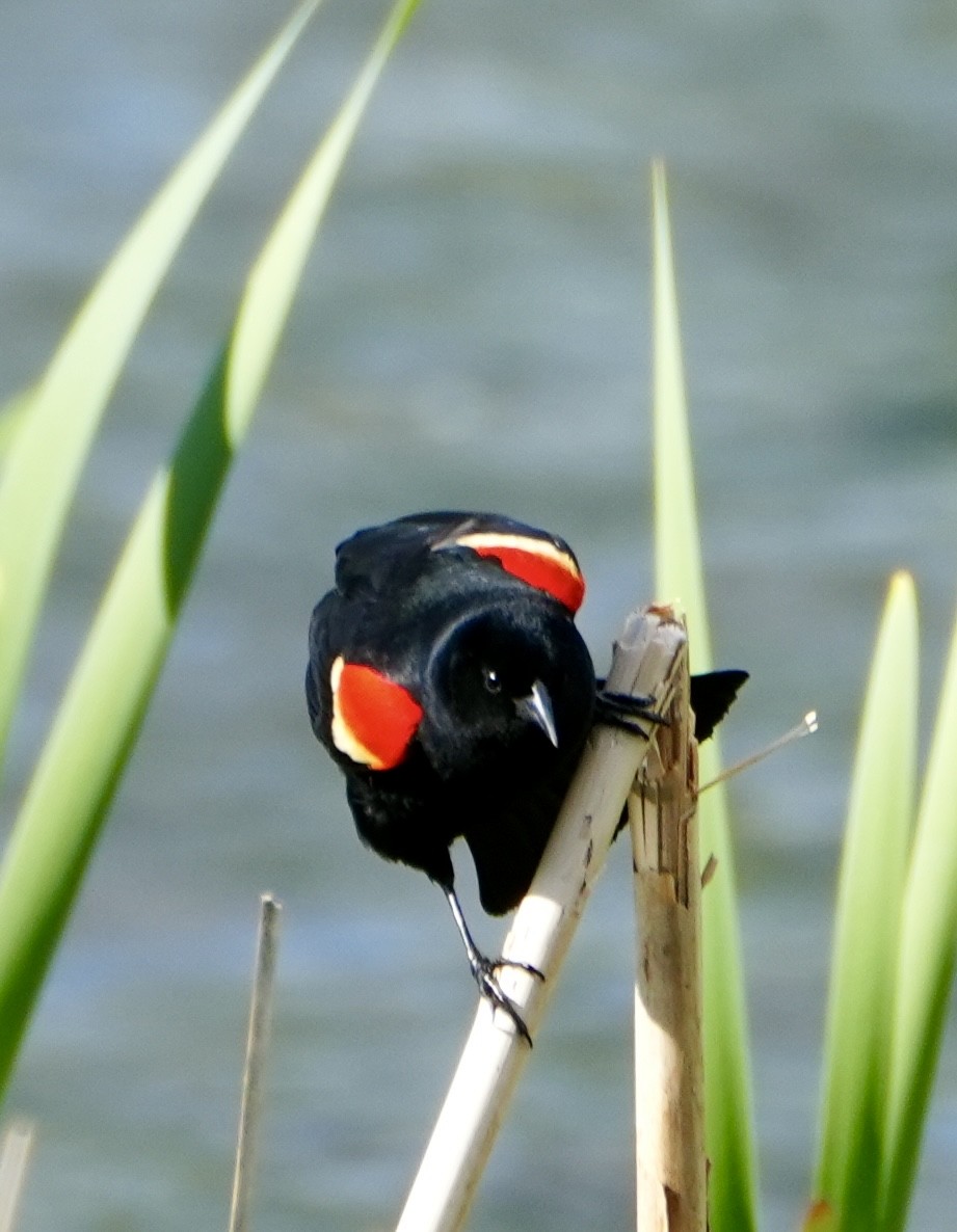 Red-winged Blackbird - Kevin Waggoner