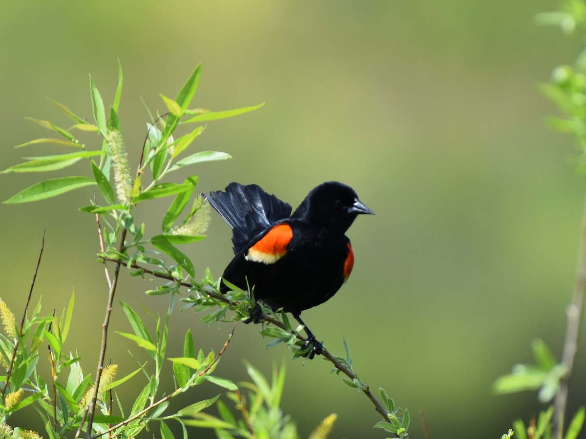 Red-winged Blackbird - Stan Kozakowski