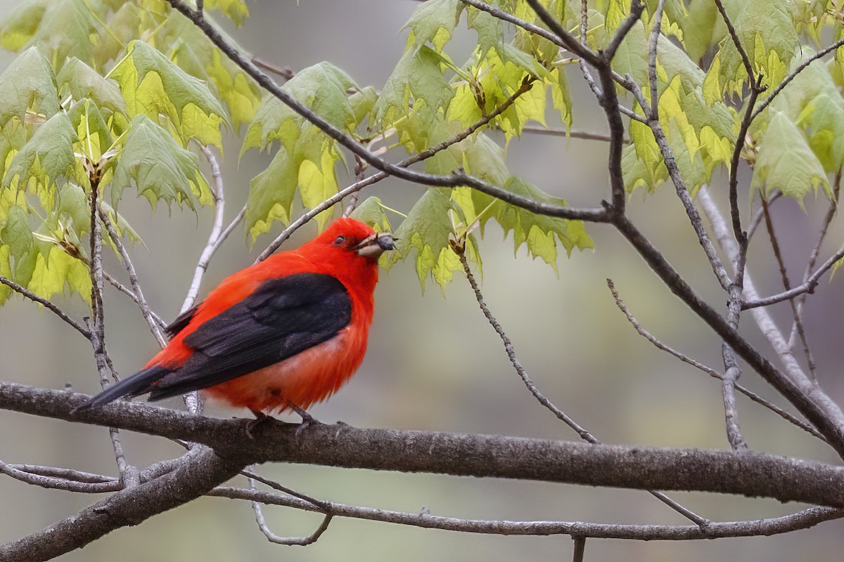 Scarlet Tanager - ML618295492
