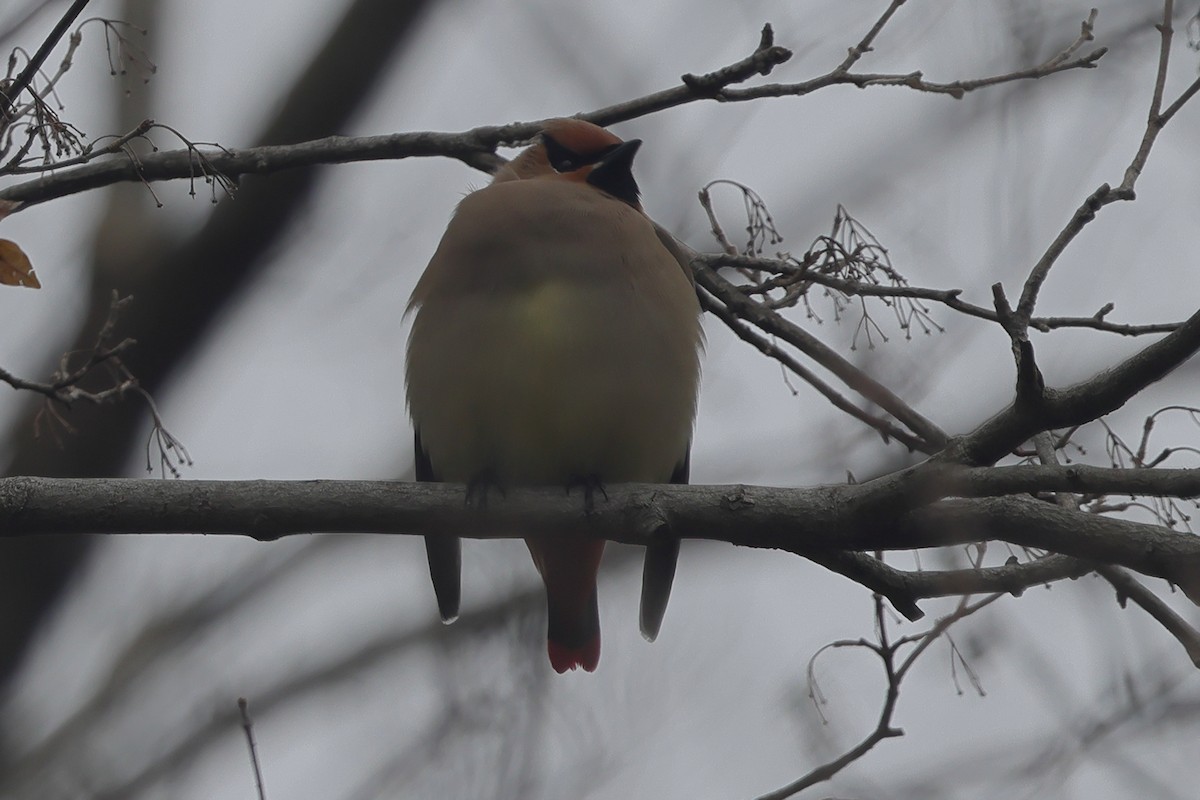Japanese Waxwing - ML618295526