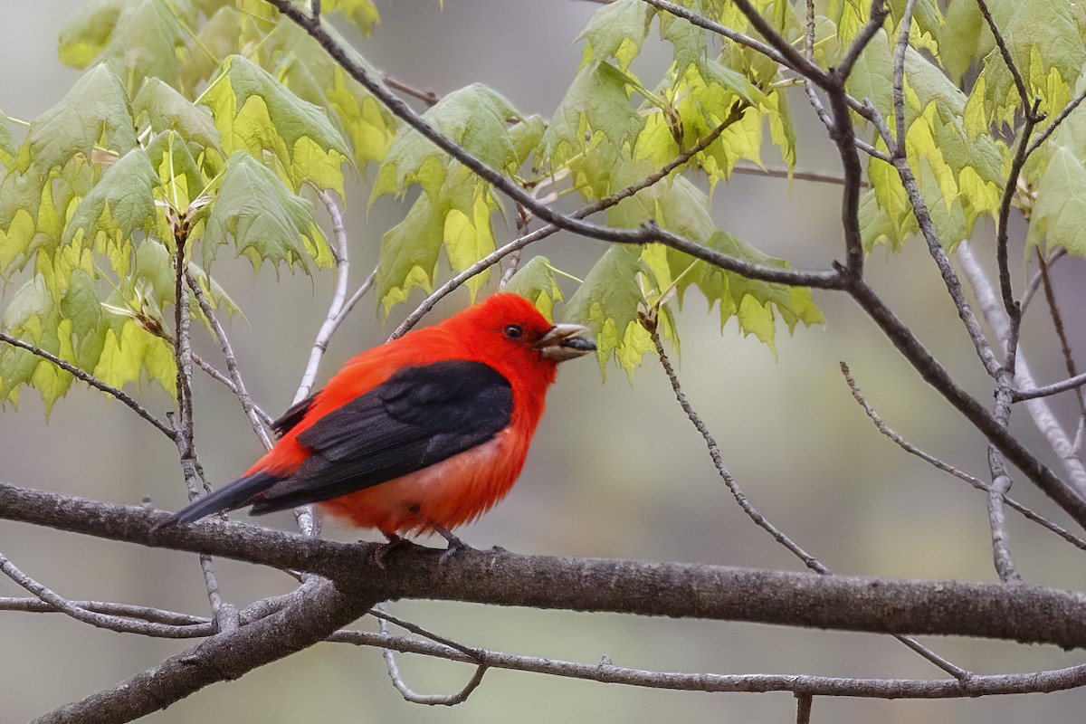 Scarlet Tanager - ML618295531