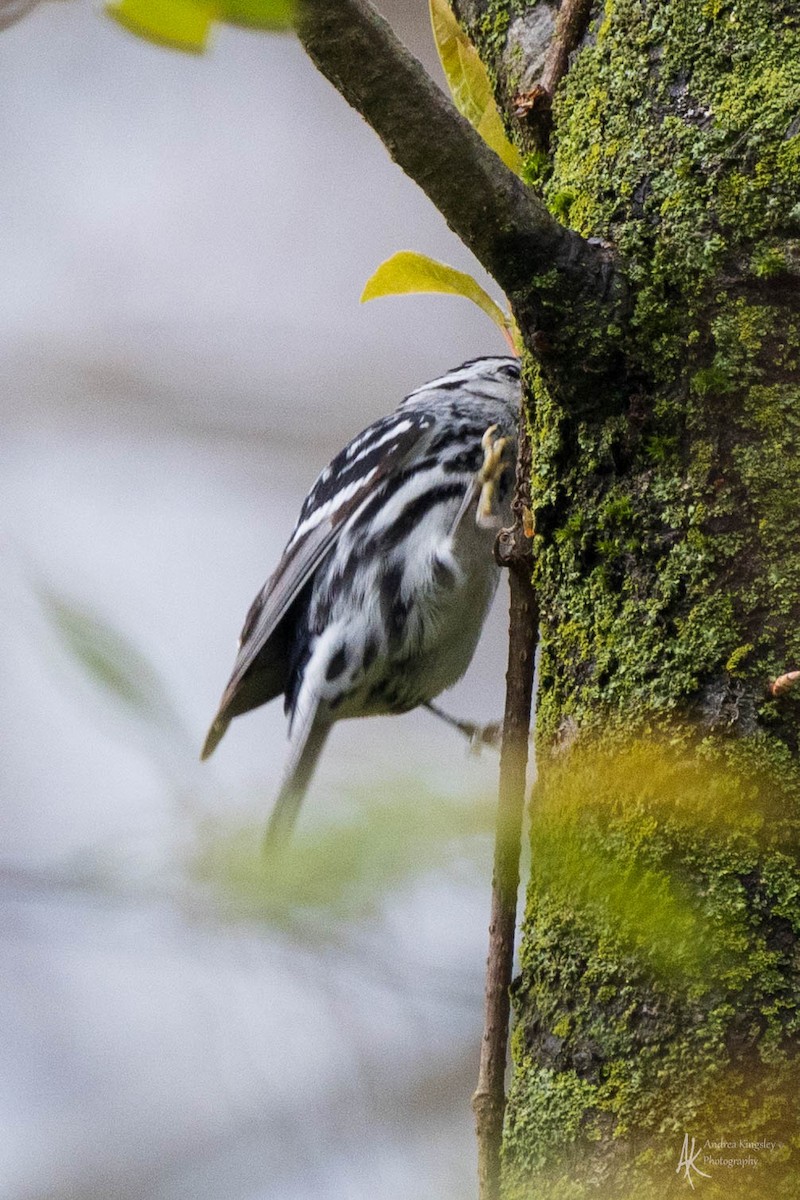 Black-and-white Warbler - ML618295536