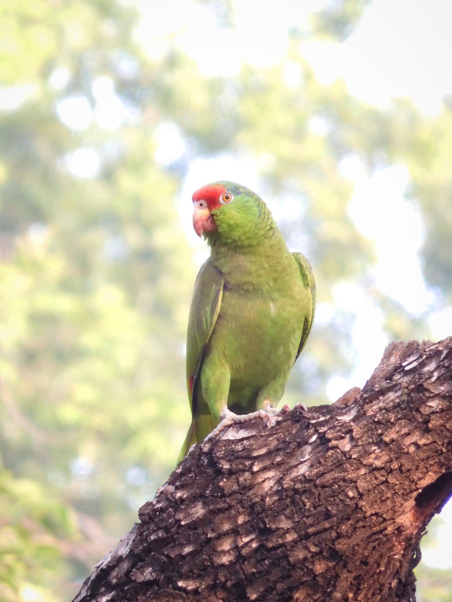 Red-crowned Parrot - ML618295581