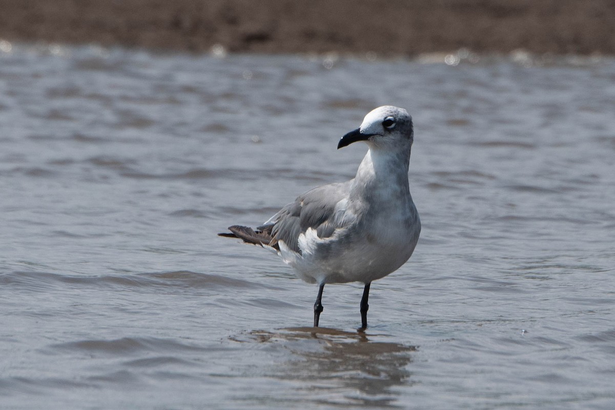 Laughing Gull - Andrea Heine