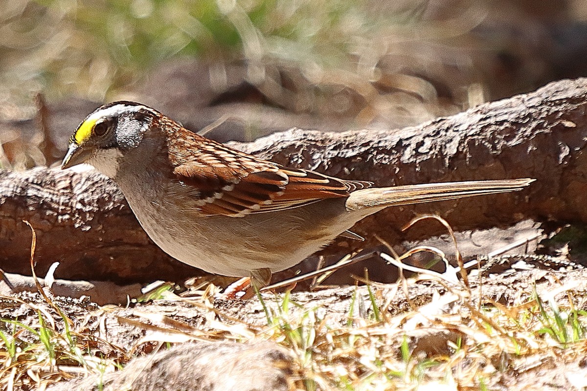 White-throated Sparrow - ML618295593