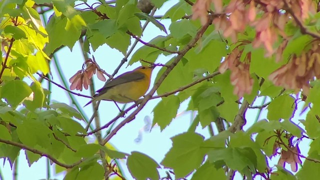 Prothonotary Warbler - ML618295604