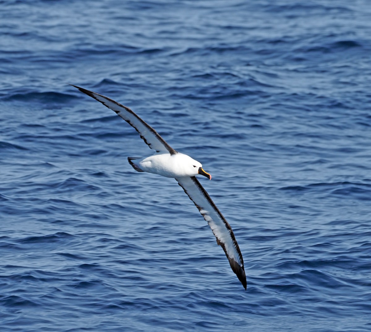 Indian Yellow-nosed Albatross - Steve Law