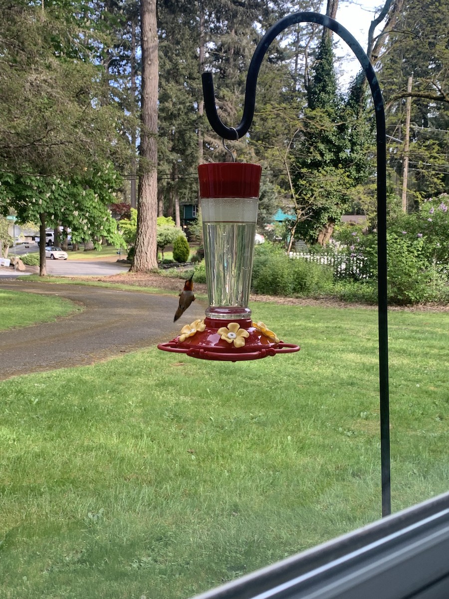 Rufous Hummingbird - ML618295628