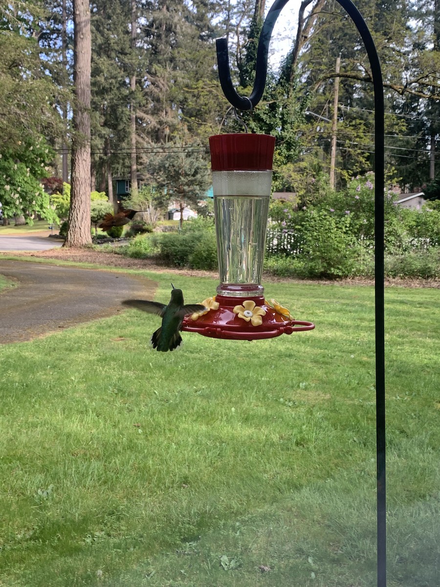 Rufous Hummingbird - ML618295629