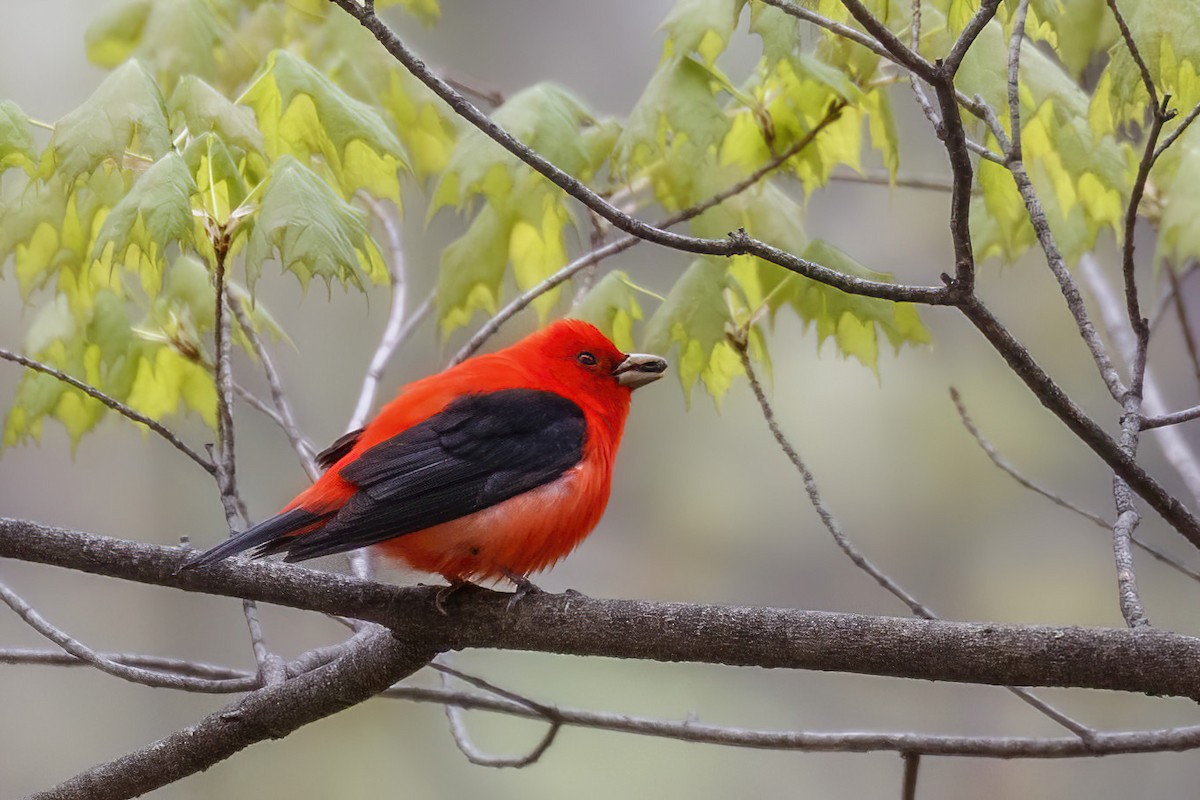 Scarlet Tanager - ML618295630