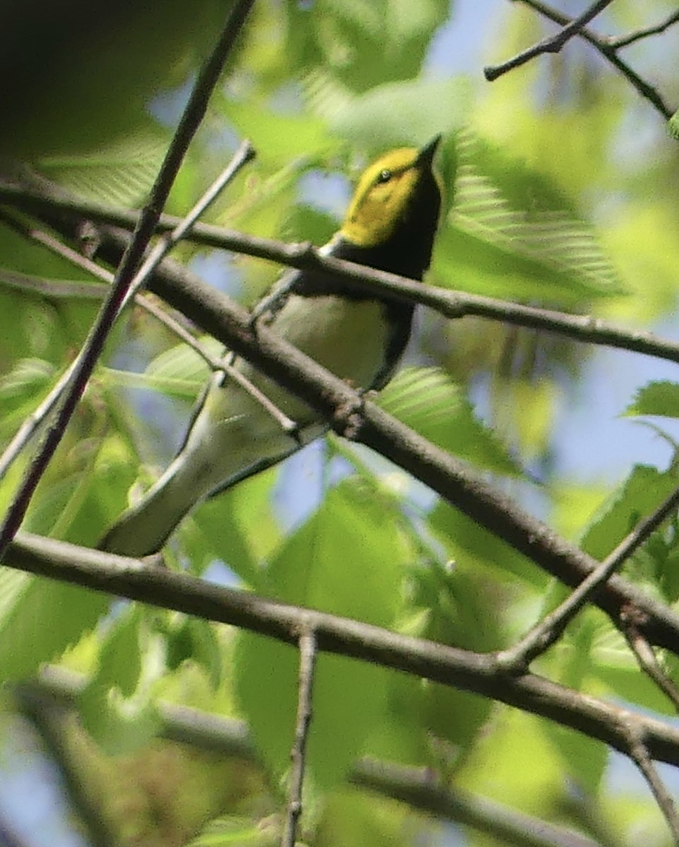 Black-throated Green Warbler - ML618295632