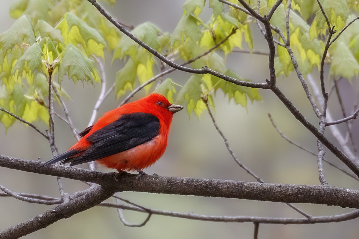 Scarlet Tanager - ML618295634
