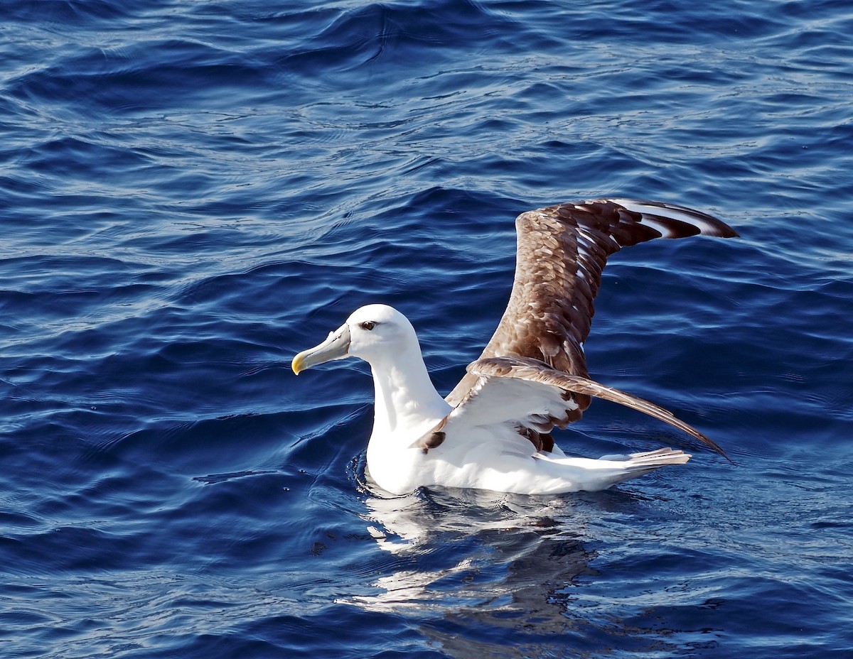 White-capped Albatross - ML618295664