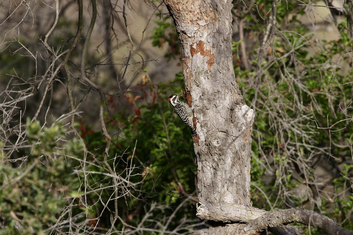Striped Woodpecker - ML618295681