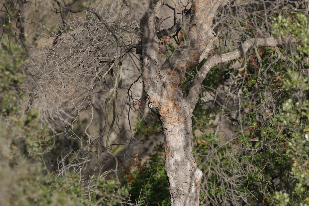 Striped Woodpecker - ML618295685