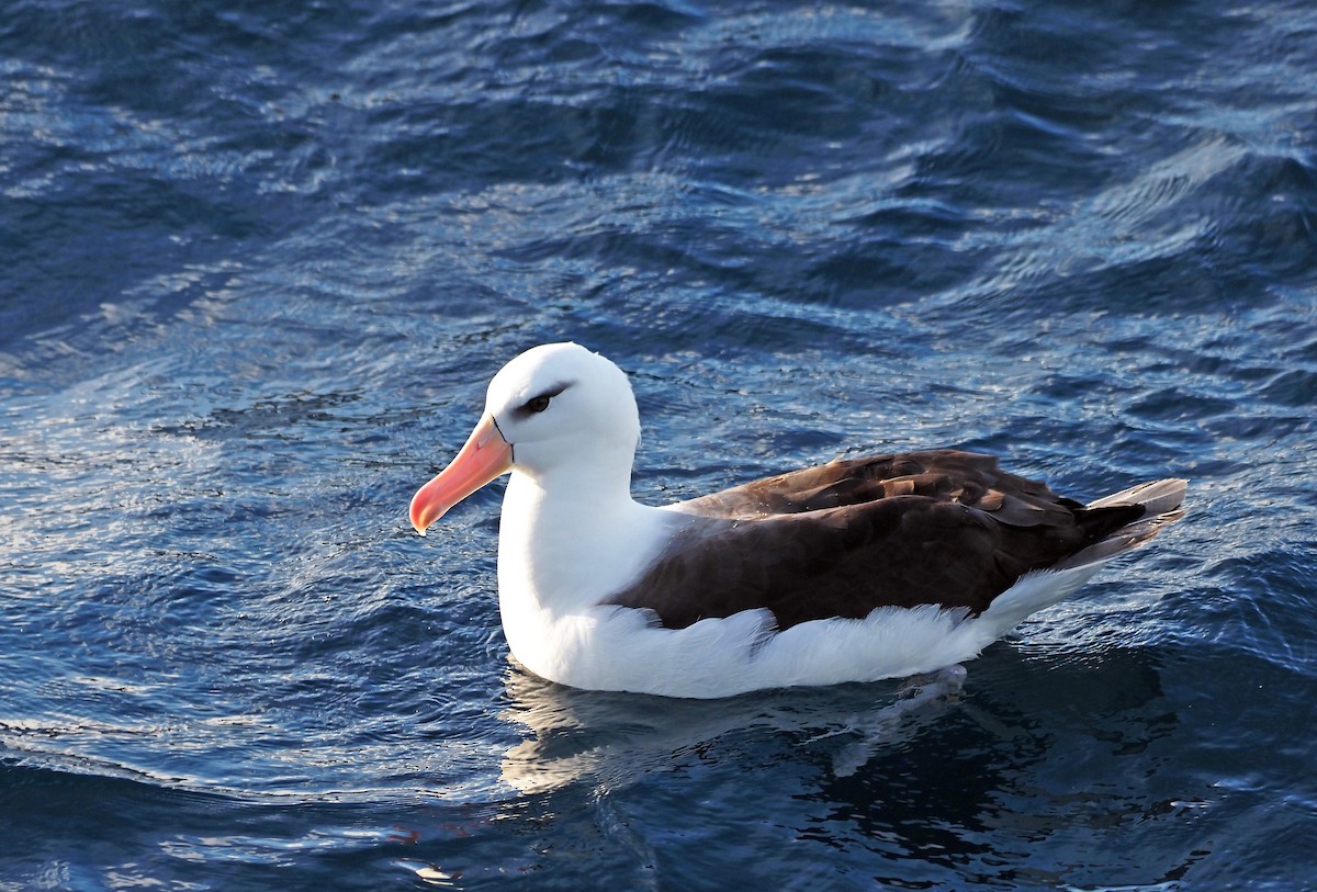 Black-browed Albatross - Steve Law