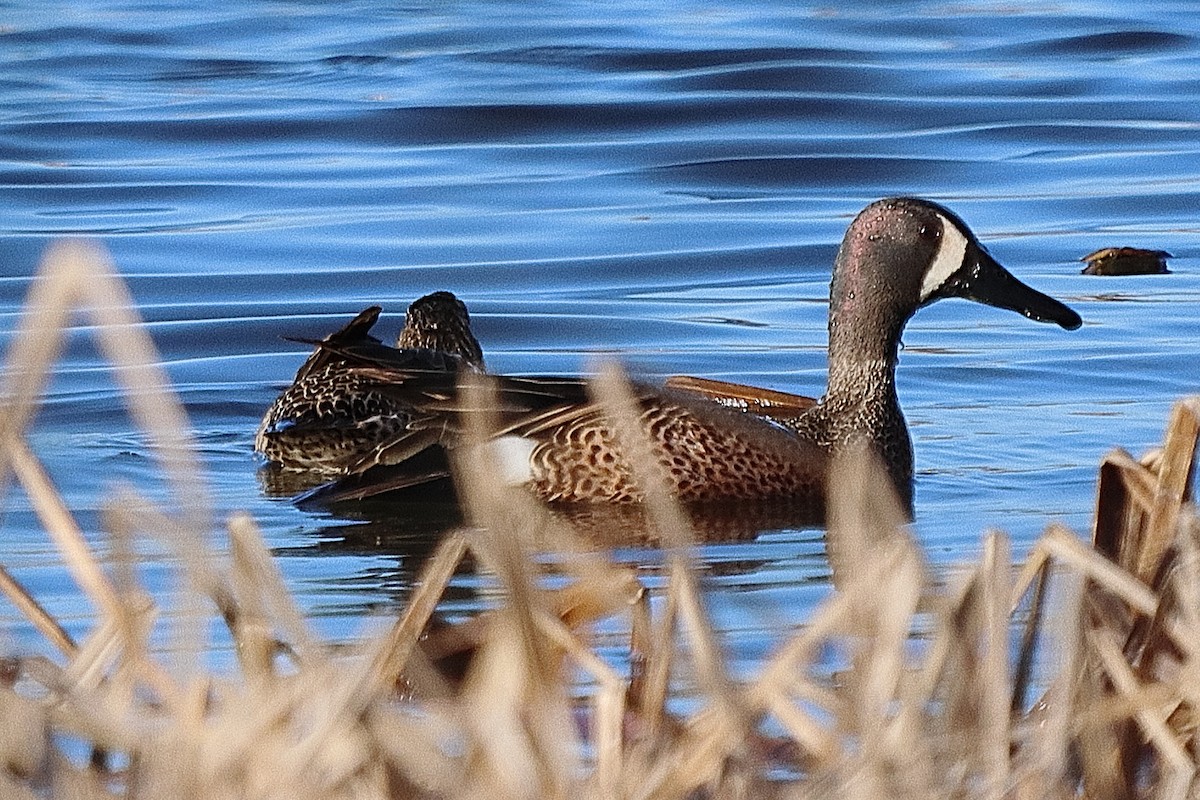 Blue-winged Teal - ML618295709