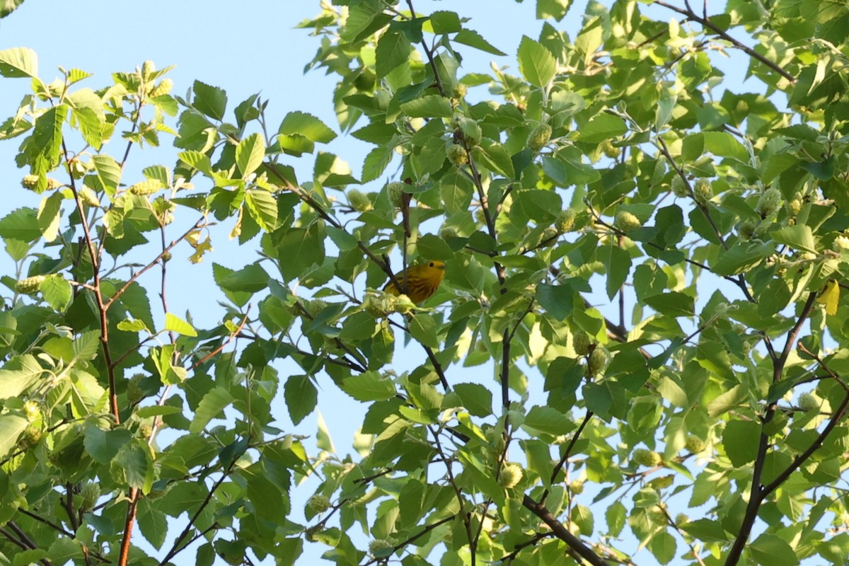 Yellow Warbler - Holly Watts