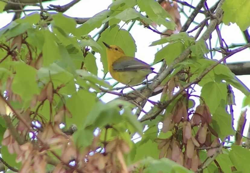 Prothonotary Warbler - ML618295735