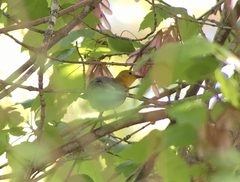 Prothonotary Warbler - ML618295736