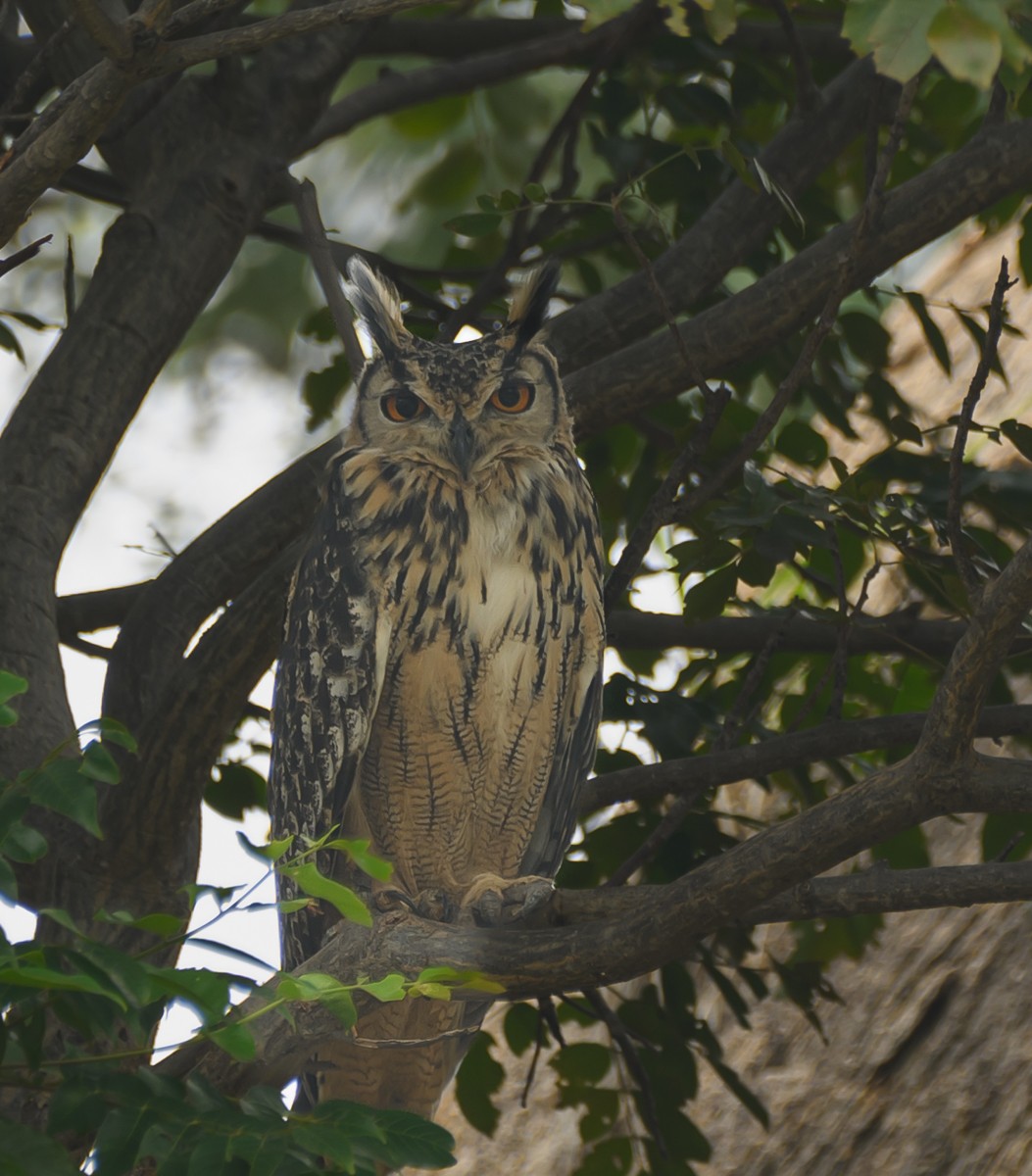 Rock Eagle-Owl - Srini Raman