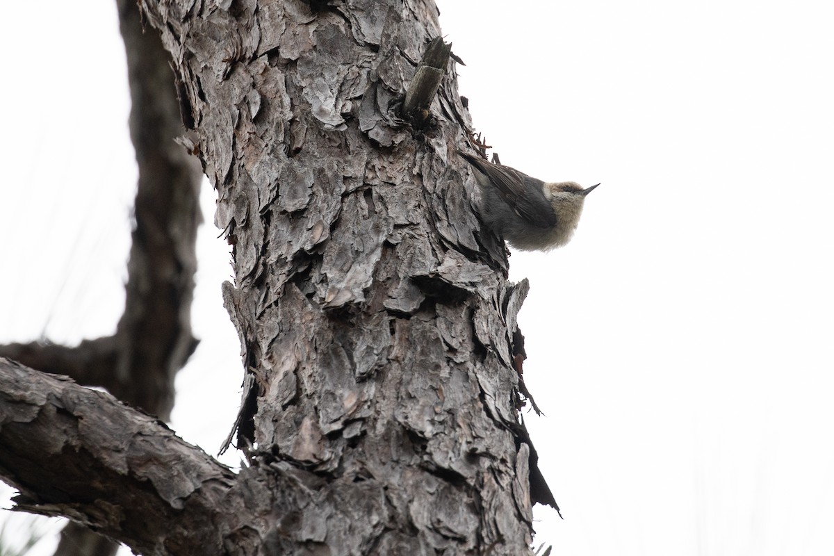 Brown-headed Nuthatch - ML618295745