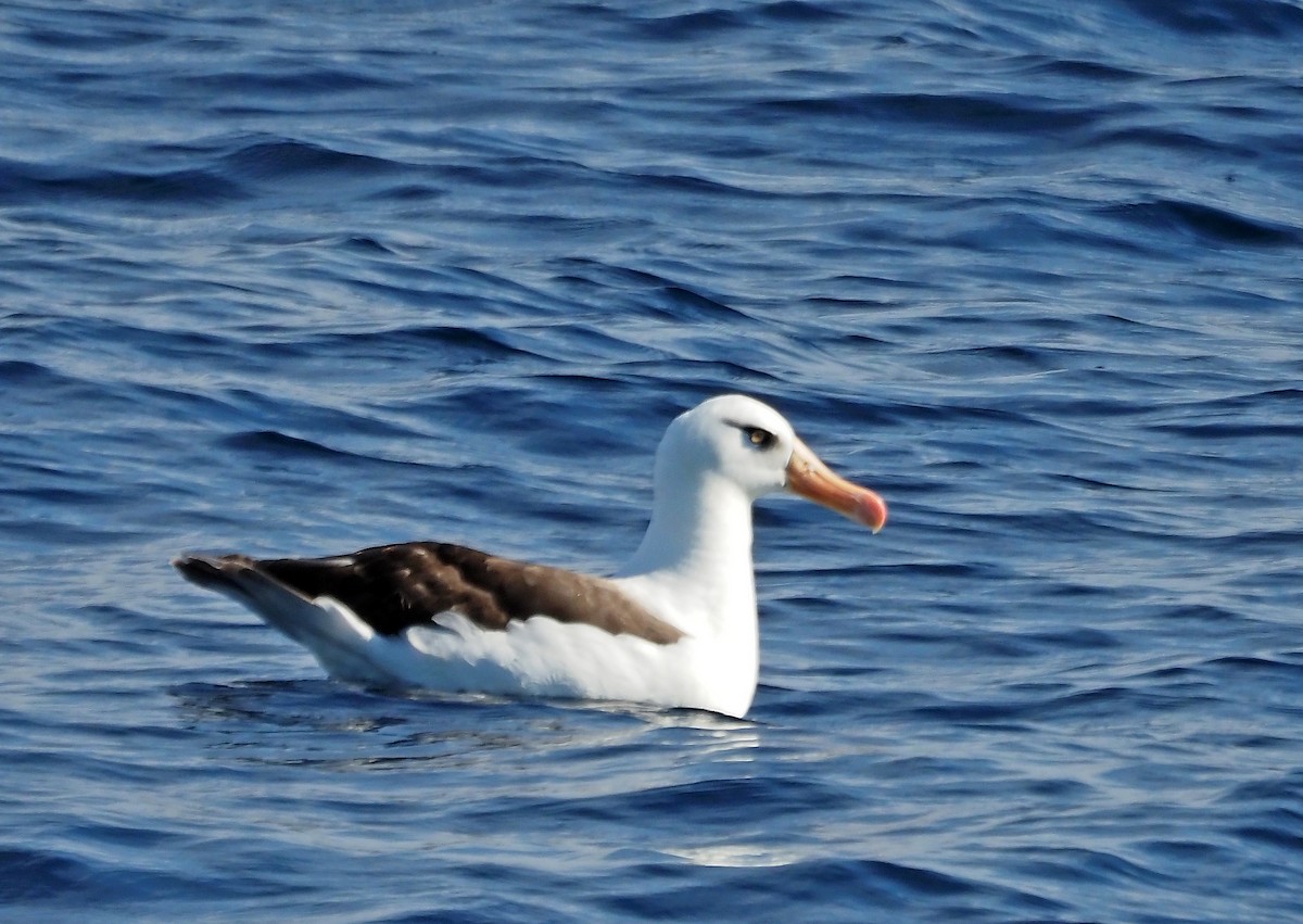 Kara Kaşlı Albatros (impavida) - ML618295749