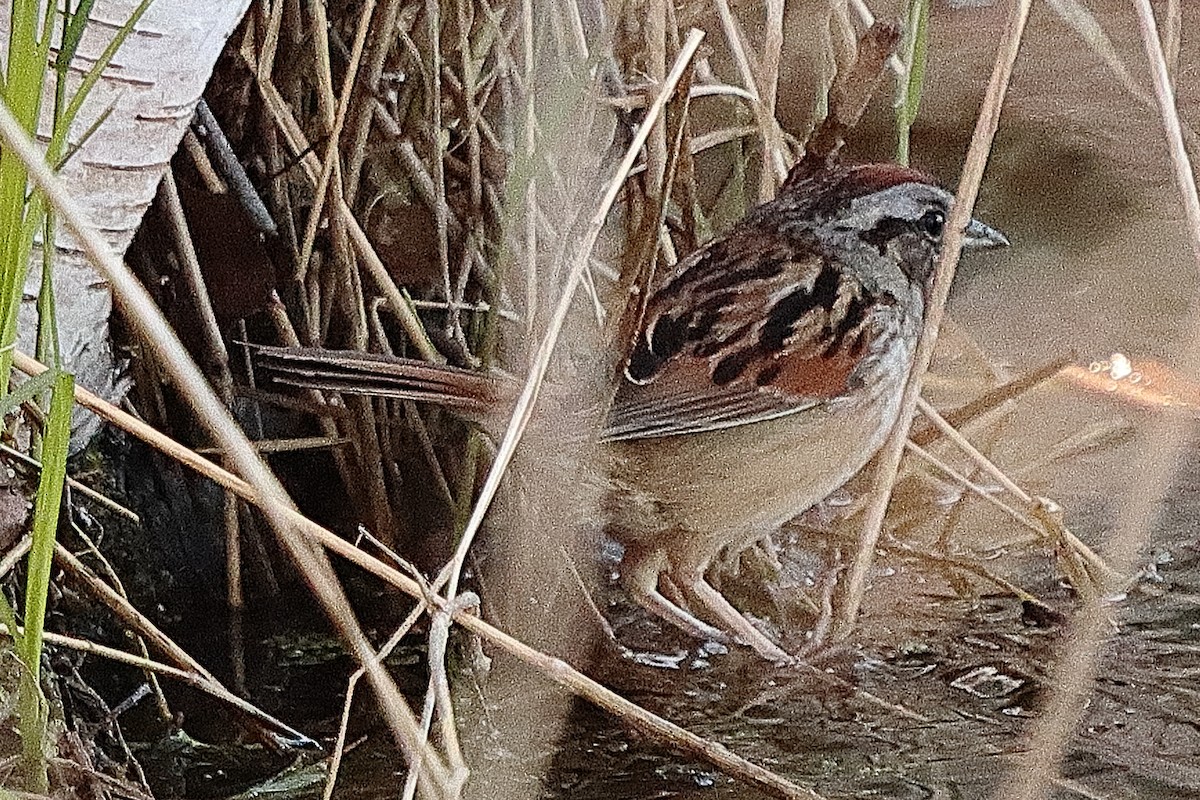 Swamp Sparrow - ML618295751