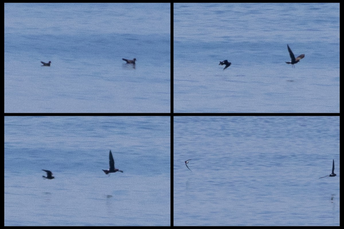 Wedge-rumped Storm-Petrel - Odysseas Froilán Papageorgiou