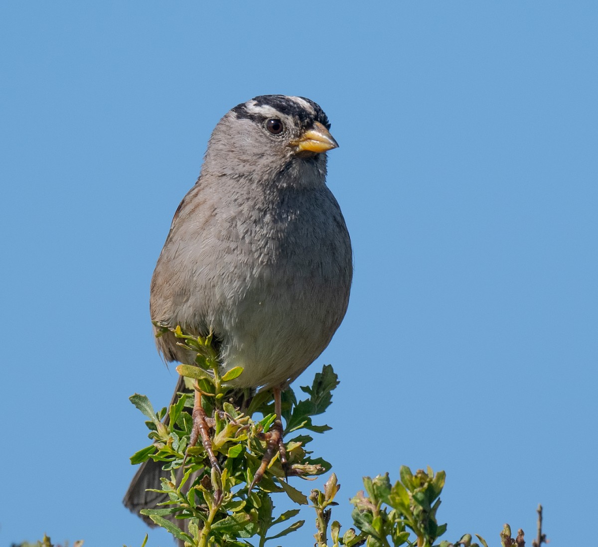 White-crowned Sparrow - ML618295770