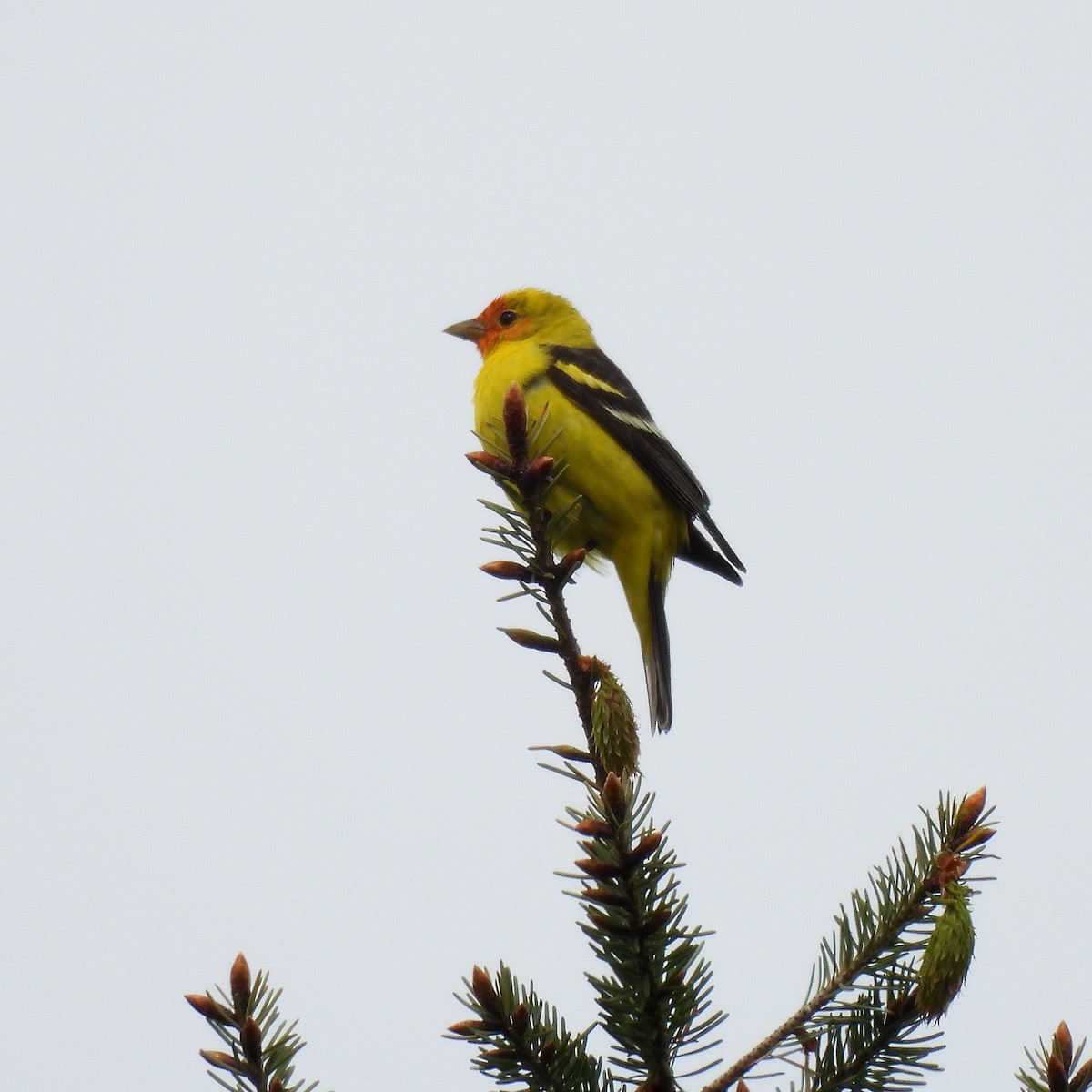 Western Tanager - ML618295778