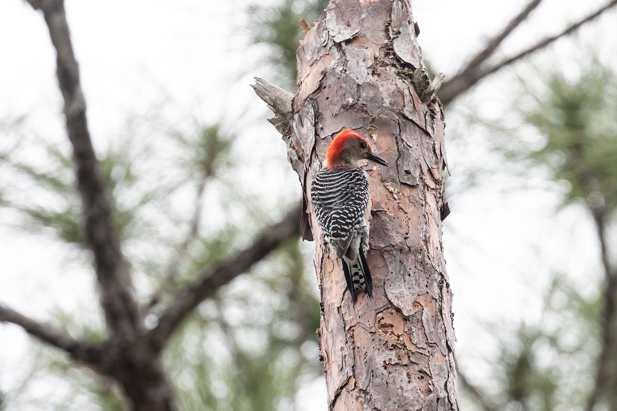 Red-bellied Woodpecker - Wayne Sladek