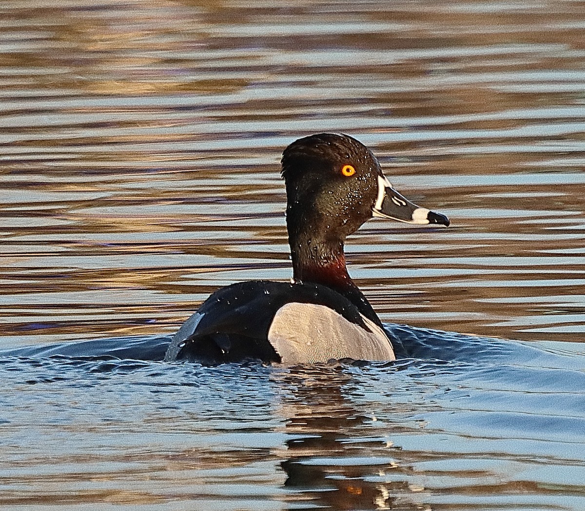 Ring-necked Duck - ML618295798