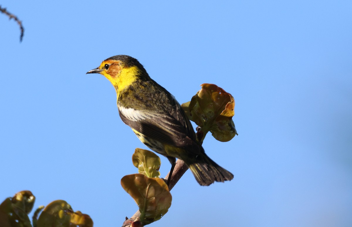 Cape May Warbler - ML618295818