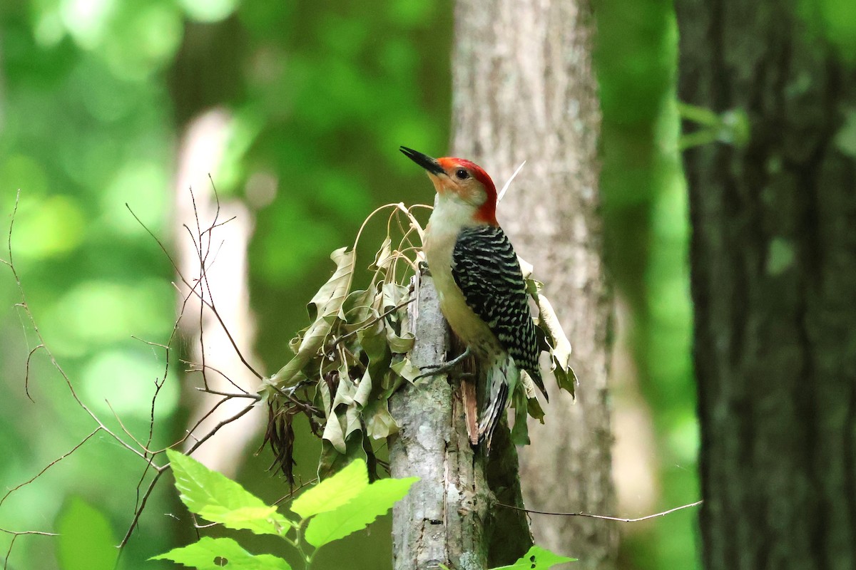 Red-bellied Woodpecker - Tricia Vesely