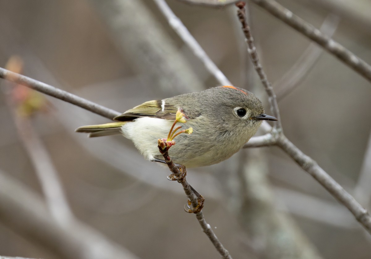 Ruby-crowned Kinglet - Tony Peterson