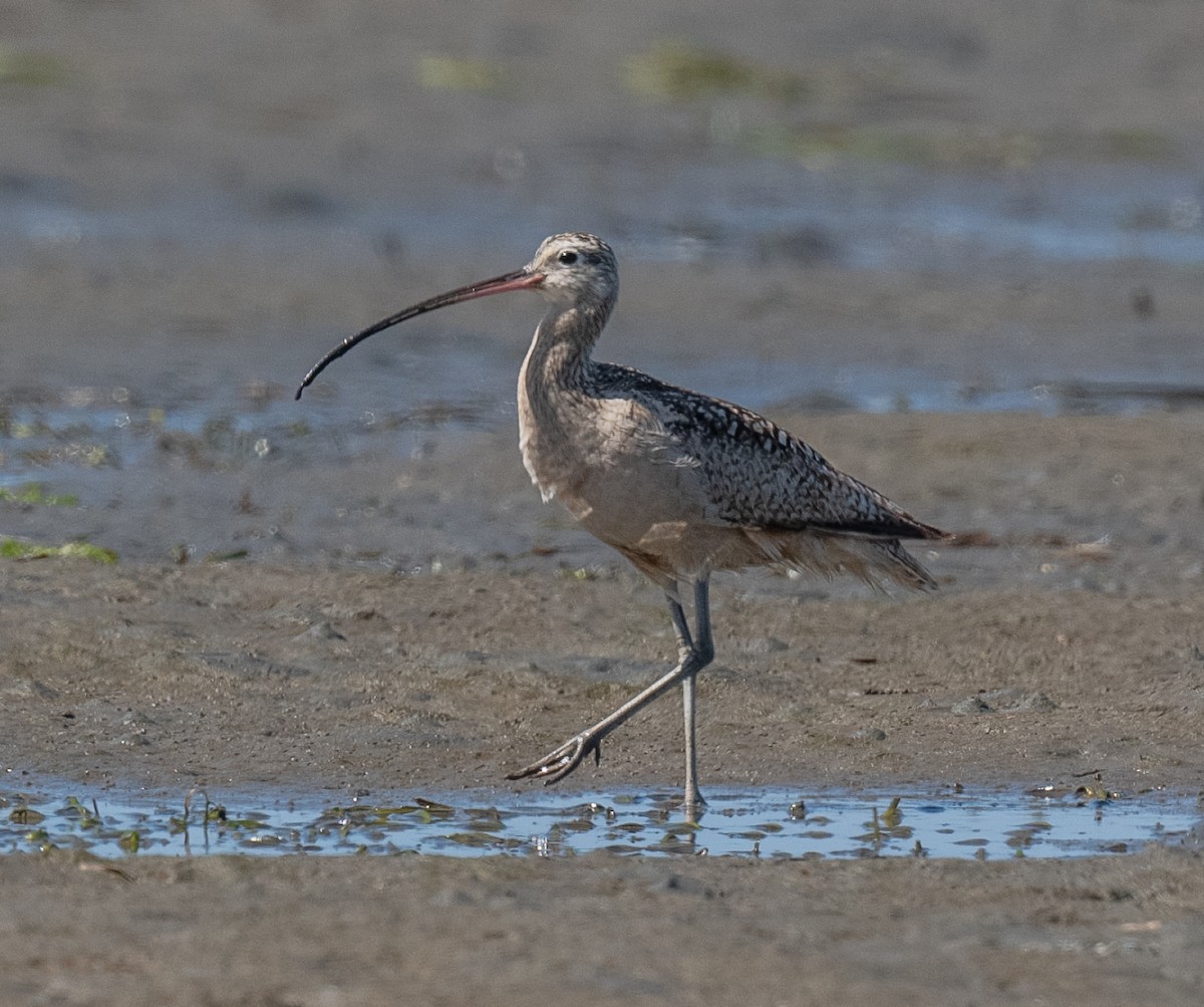 Long-billed Curlew - ML618295845