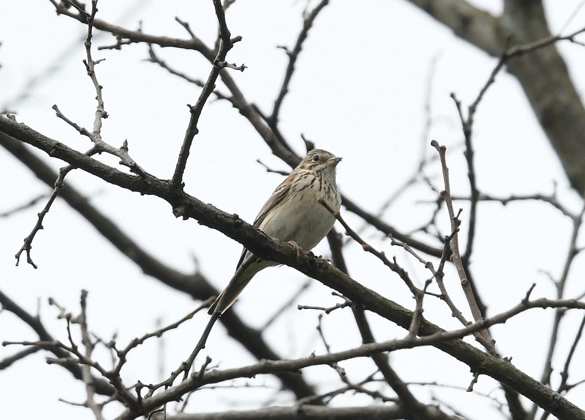 Vesper Sparrow - Gary Chapin