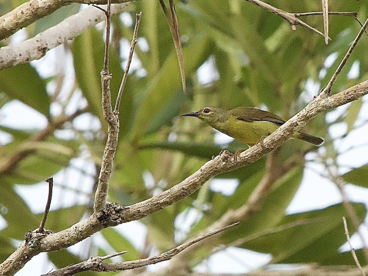 Brown-throated Sunbird - ML618295863
