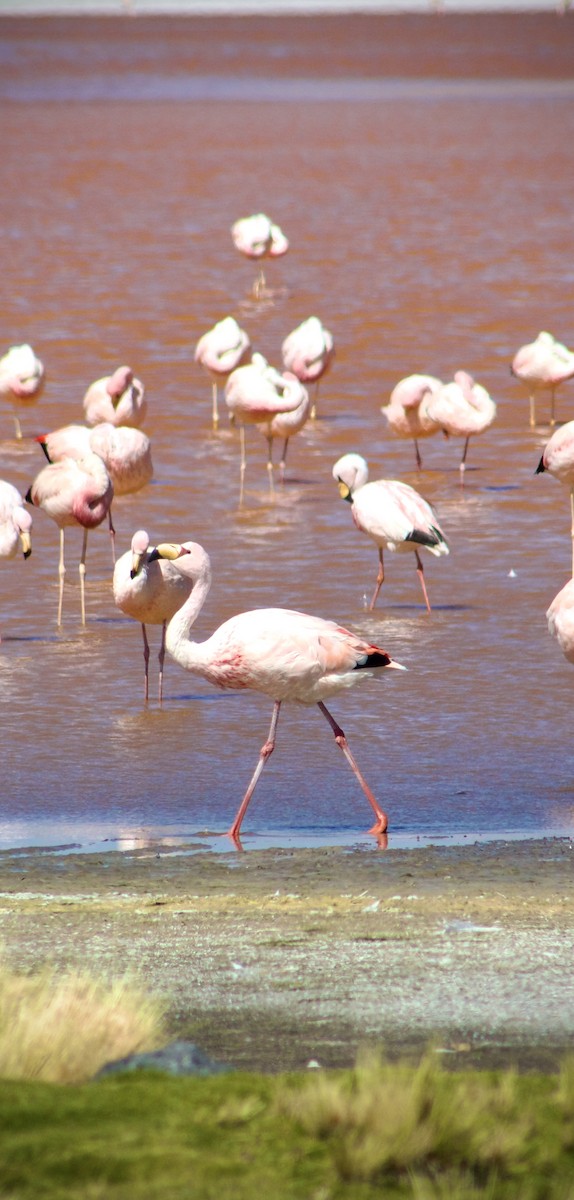 Andean Flamingo - ML618295867