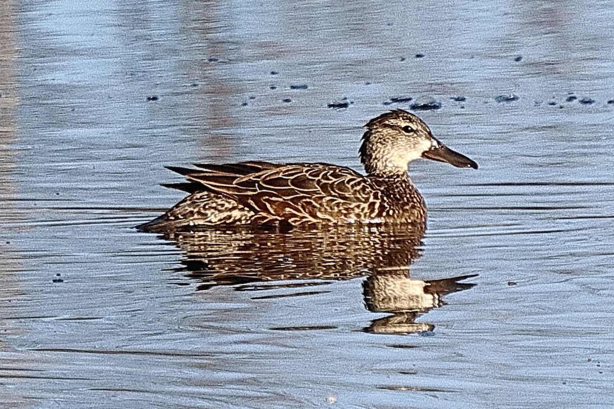 Blue-winged Teal - ML618295869