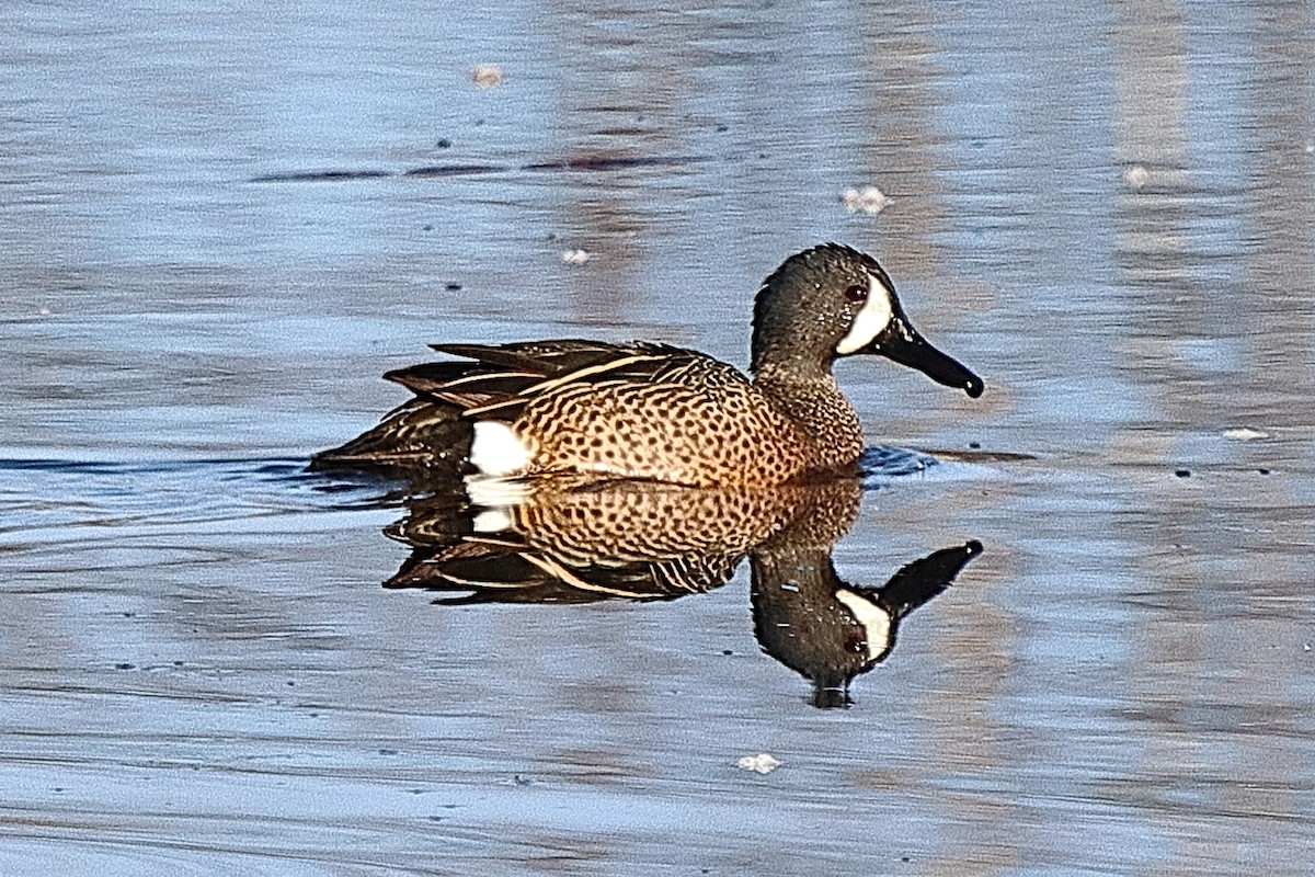Blue-winged Teal - ML618295870